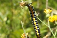Cucullia lactucae
