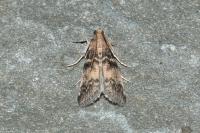 Euzophera pinguis