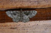 Peribatodes ilicaria ilicaria