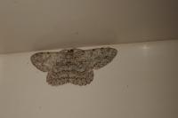 Hypomecis punctinalis