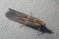 Oxybia transversella
