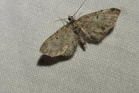Eupithecia