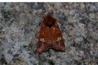 Amphipoea oculea