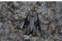 Lateroligia ophiogramma