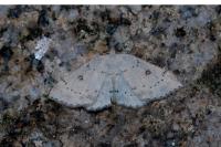 Cyclophora albipunctata