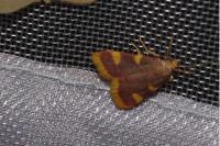 Hypsopygia costalis