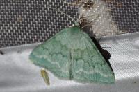 Pseudoterpna pruinata