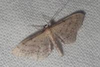 Idaea infirmaria