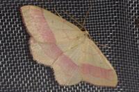 Rhodostrophia vibicaria