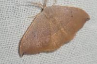Watsonalla uncinula