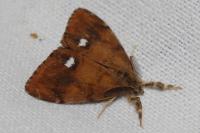 Orgyia antiqua