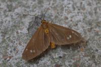 Dysauxes ancilla