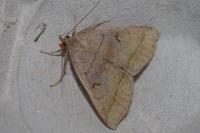 Zanclognatha lunalis
