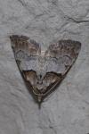 Nola cucullatella