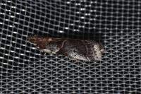 Acrobasis suavella
