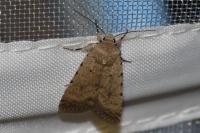 Caradrina clavipalpis