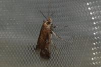 Uncinus obductellus