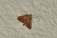 Endotricha flammealis