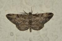 Peribatodes rhomboidaria rhomboidaria