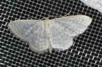 Idaea subsericeata