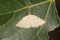 Stegania trimaculata