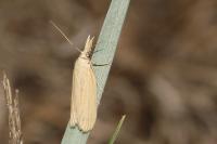 Ematheudes punctella