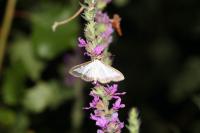 Cydalima perspectalis