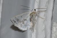 Lomographa temerata