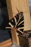 Euplagia quadripunctaria