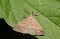 Polypogon plumigeralis