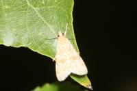 Hellula undalis