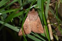 Mythimna albipuncta