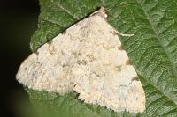 Metachrostis velox