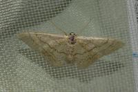 Idaea aversata