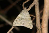 Catocala elocata