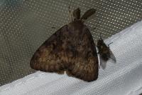 Lymantria dispar