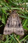 Amphipyra pyramidea