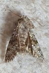 Hecatera dysodea