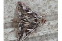 Autographa gamma