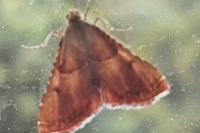 Endotricha flammealis