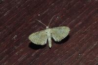 Eupithecia simpliciata