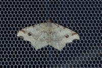 Macaria alternata