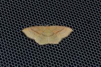 Cyclophora linearia
