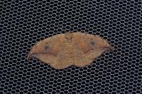 Drepana falcataria