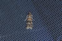 Dioryctria