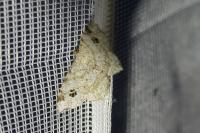 Macaria notata