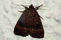 Amphipyra pyramidea