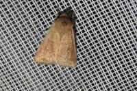 Mythimna albipuncta