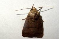 Hoplodrina octogenaria