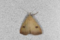 Rivula sericealis
